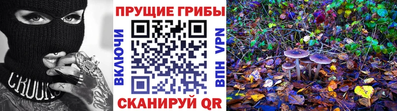купить   Ессентукская  Псилоцибиновые грибы Cubensis 